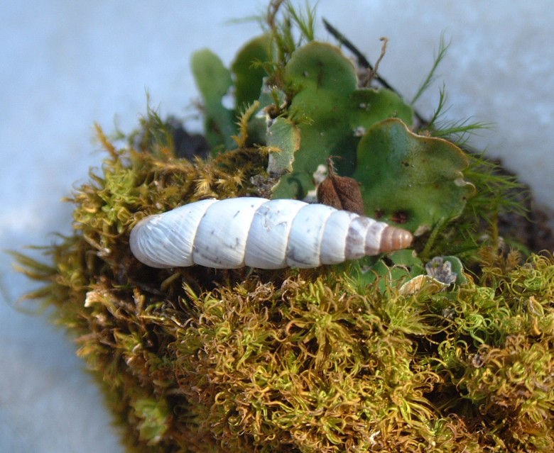 Lumachina(Medora albescens) dal PNA